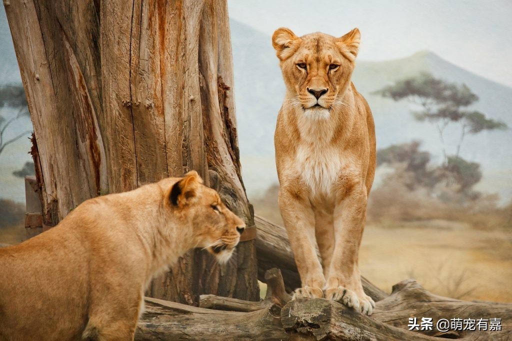 猫咪体重跟吃的猫粮计算,猫猫每日食谱大全