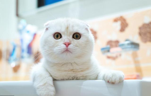 养猫的都是英雄，因为猫尿的味道，跟臭鼬有一拼！