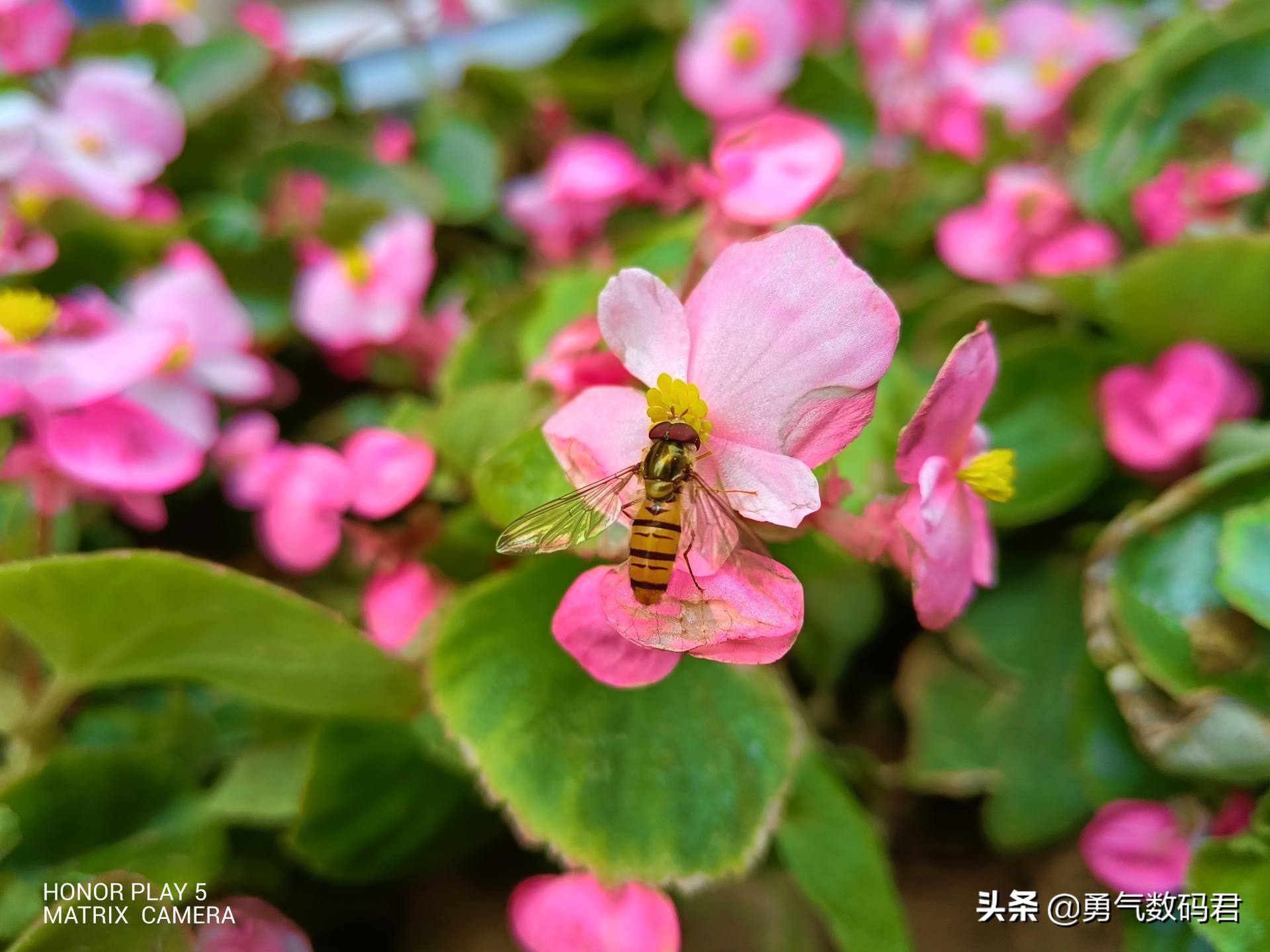 荣耀play5支持120w快充吗,轻薄快充5g手机