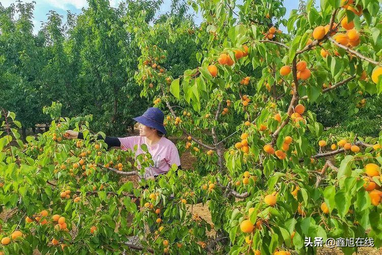 孟津五一有什么可以采摘的果蔬,洛阳孟津五一采摘园推荐