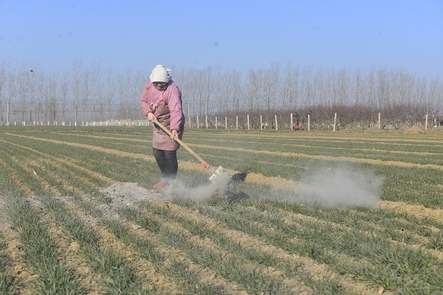 效果好的治蚜虫方法,治蚜虫哪些药速效性好