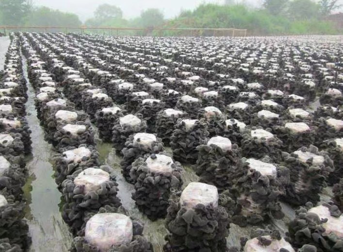 【原创】黑木耳代料栽培技术