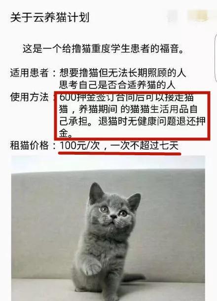 租猫一天多少合适,猫咪租赁一般多少钱