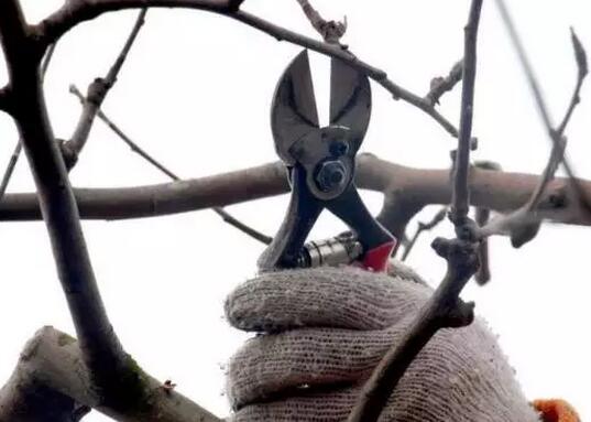 果树花少果少怎么办,果树开花少怎么防治