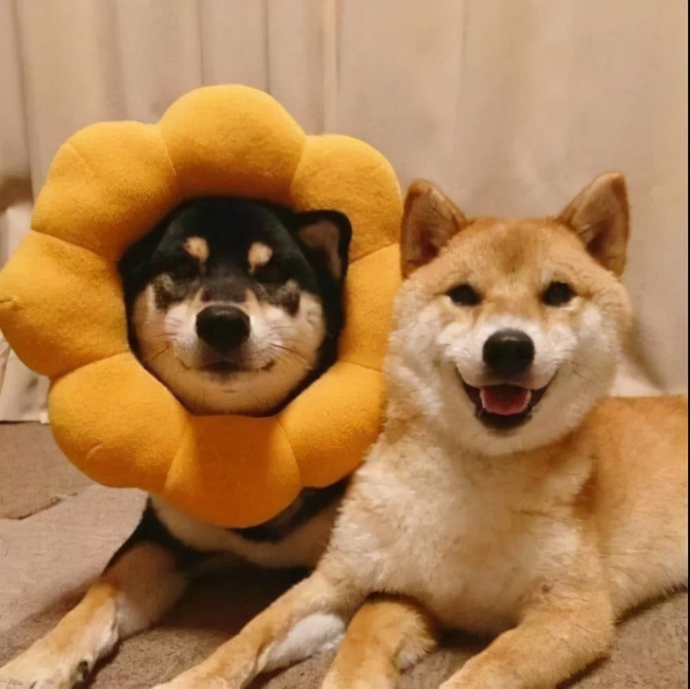 公狗和母狗交配之后,为什么会分不开?