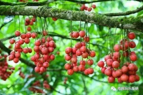 西双版纳这些奇特的水果,作为吃货的你都吃过哪些
