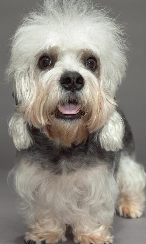 全球最厉害十大犬种,世界十大排名巨型犬种