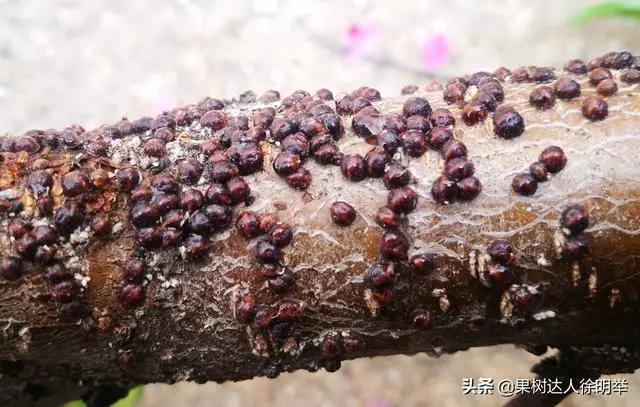 根除朝鲜球坚蜡蚧,朝鲜球坚蚧的人工和生物防治