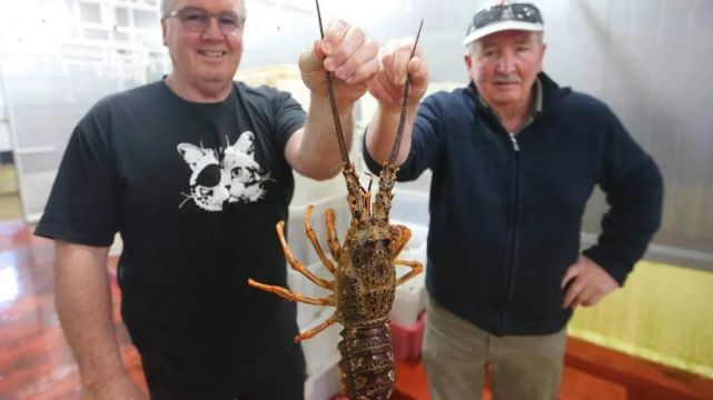 澳洲龙虾出口到中国多少钱一斤,澳洲龙虾进口批发市场