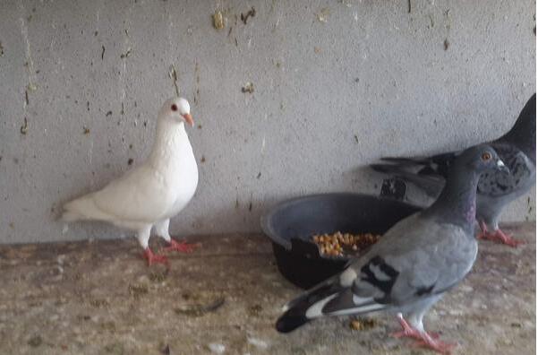 养鸽子的利润与成本农村,养10对鸽子一年的利润