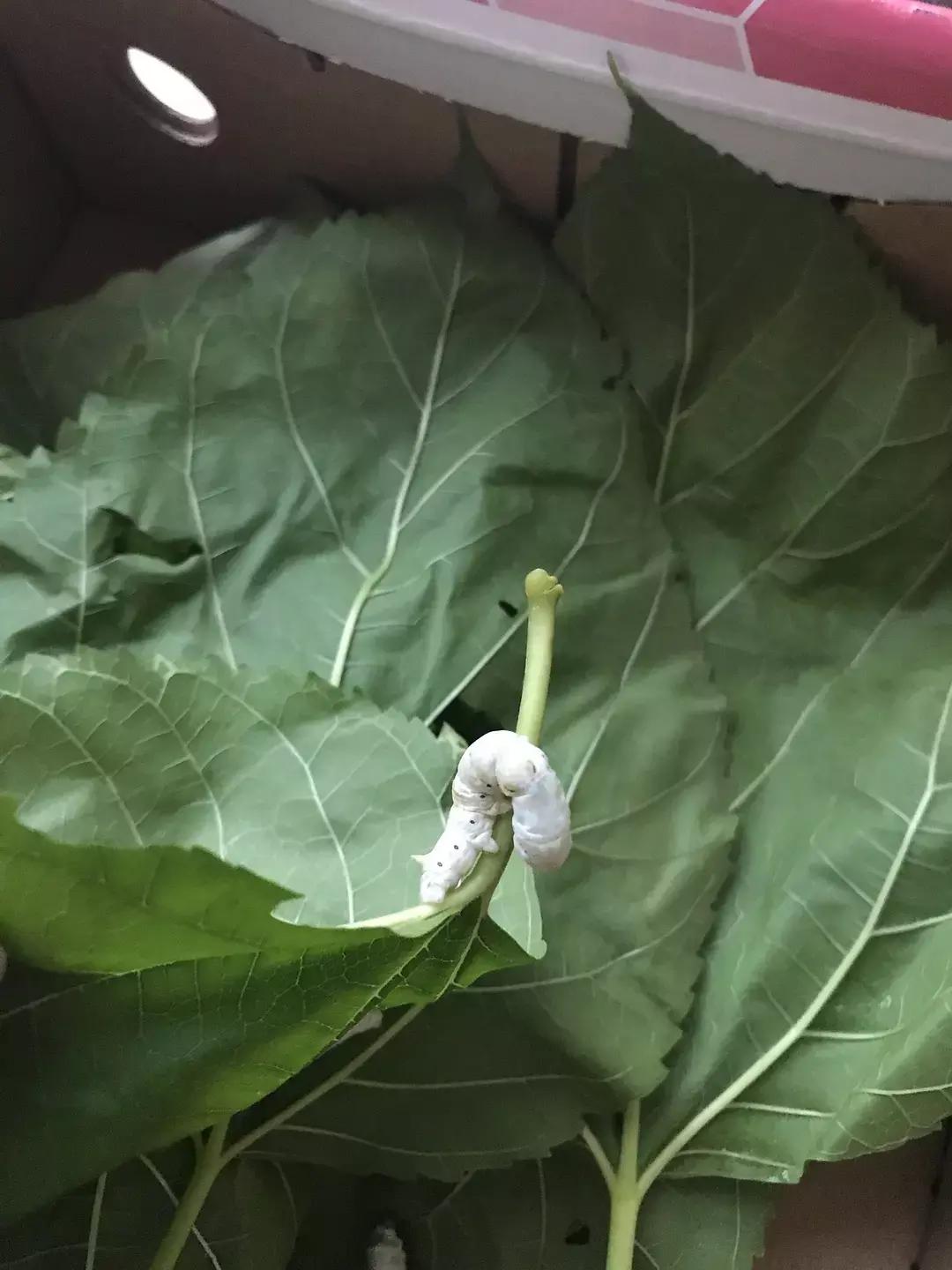 蚕宝宝你在养吗,蚕宝宝养的过密会死吗