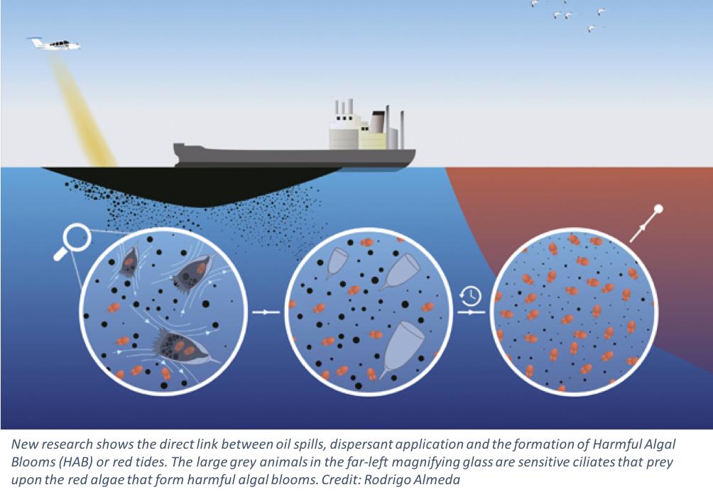 这种贝比眼镜蛇毒强80倍,海员食用后中毒身亡,为何还常被人吃