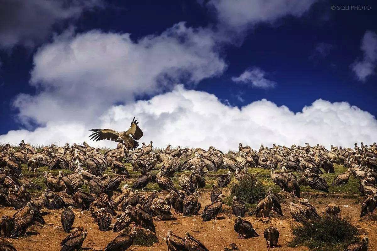 骨灰是什么东西,骨灰主要是什么元素