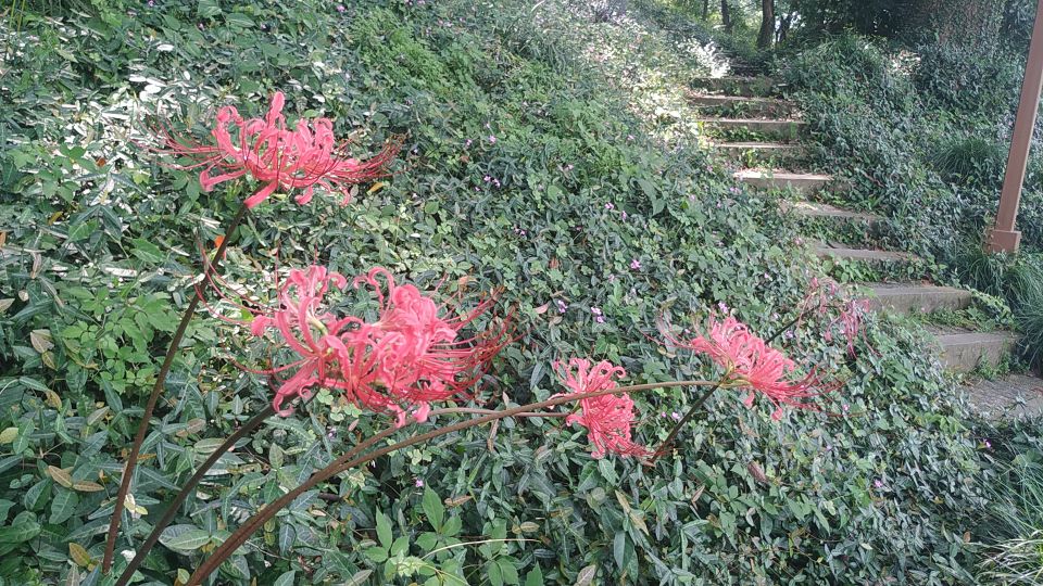 西湖风物志：随处可见的绿果果，老杭州都说是宝贝，竟然免费捡？