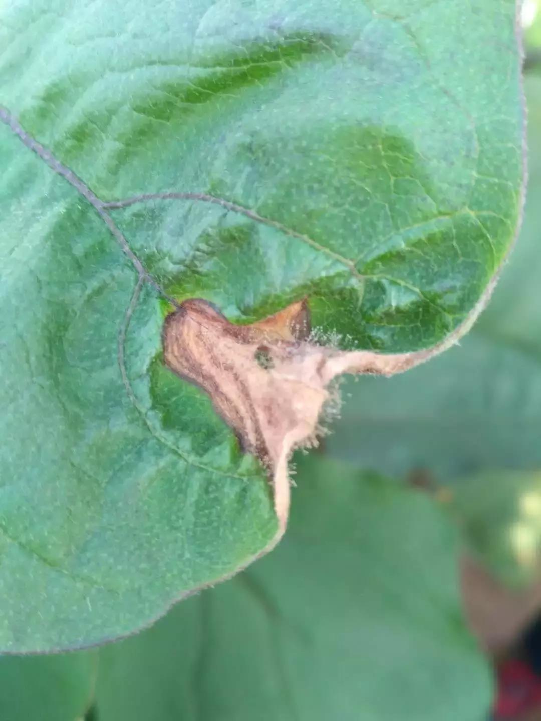 老崔说植保,老崔讲经济农作物