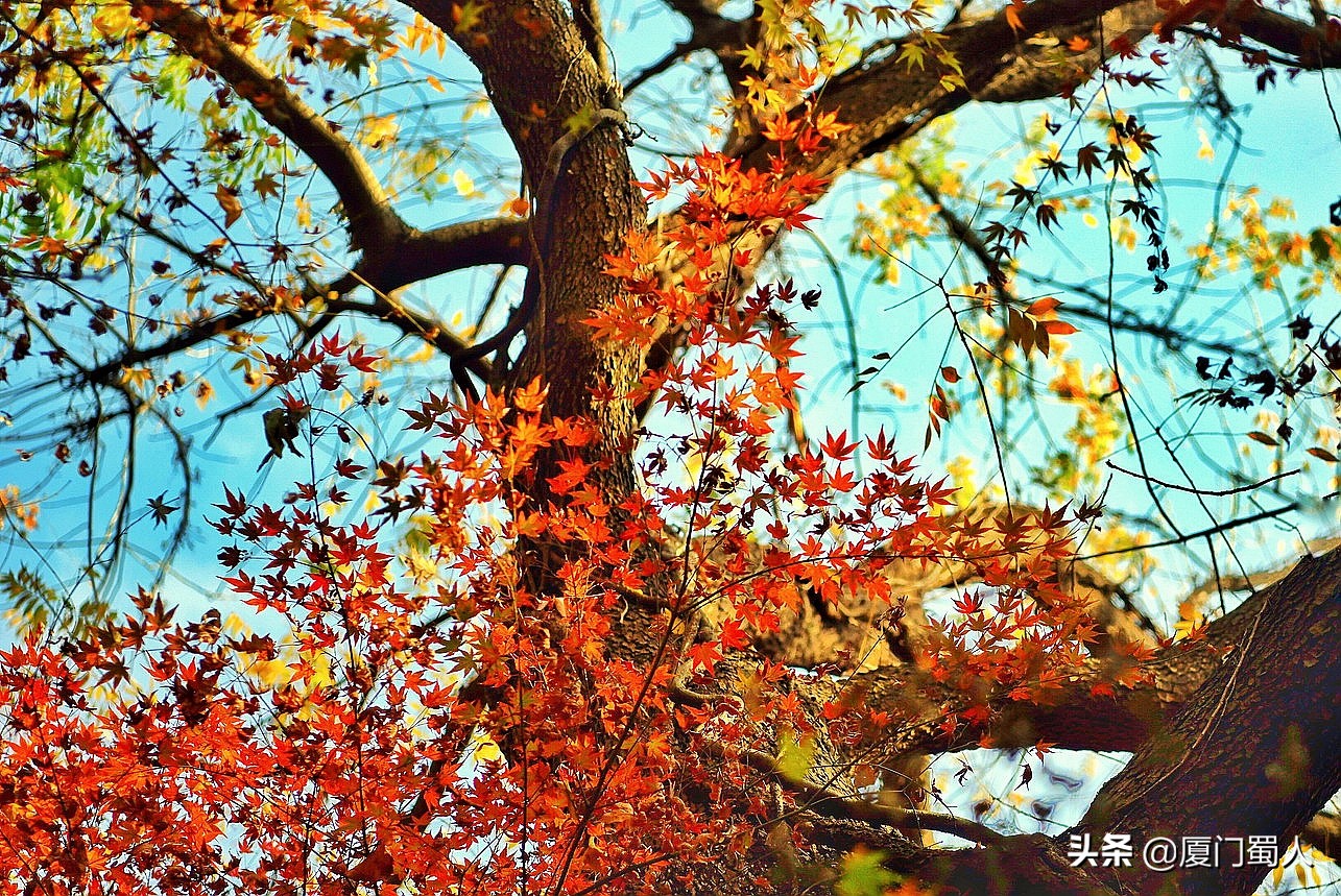 南京四大赏枫地 (南京赏枫胜地)