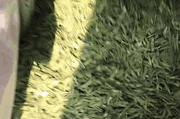 早上6点，去蒙顶山买茶是一种什么体验？