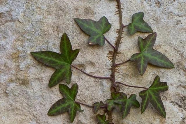 不伤墙体的爬藤植物,可以爬满整个房子的长青爬藤植物