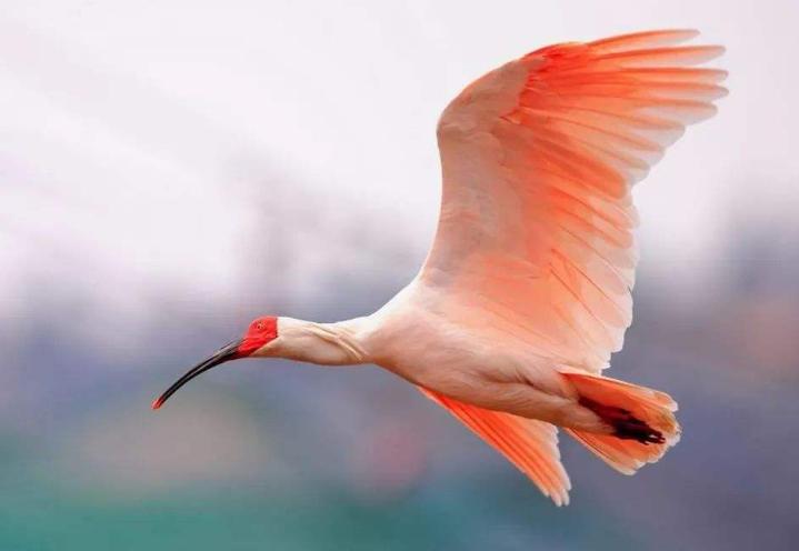 中国赠送日本最珍贵的动物，并非大熊猫，帮助日本皇室摆脱尴尬