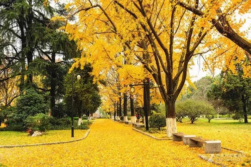 银杏被称为活化石的中国特产,银杏我国特有物种活化石