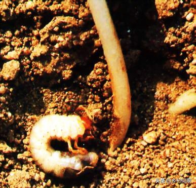 2龄蚕不吃桑叶怎么办,蚕不动不吃桑叶不蜕皮也不结茧