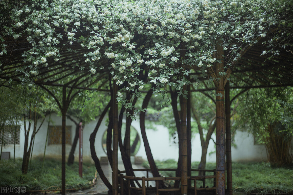 园林人需要知道的85个花卉知识,园林花卉的种类及图片