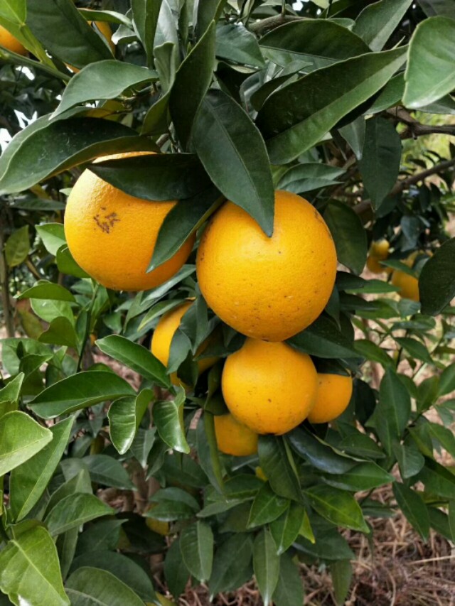 同样是赣南脐橙为何价格差距巨大,赣南脐橙价格血橙