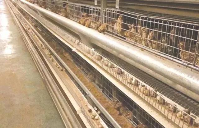 养殖鹌鹑的方法,鹌鹑的养殖方法和注意事项