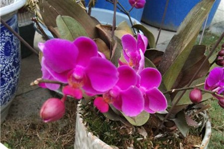 蝴蝶兰上有黏液正常吗,蝴蝶兰叶片有粘液是怎么回事