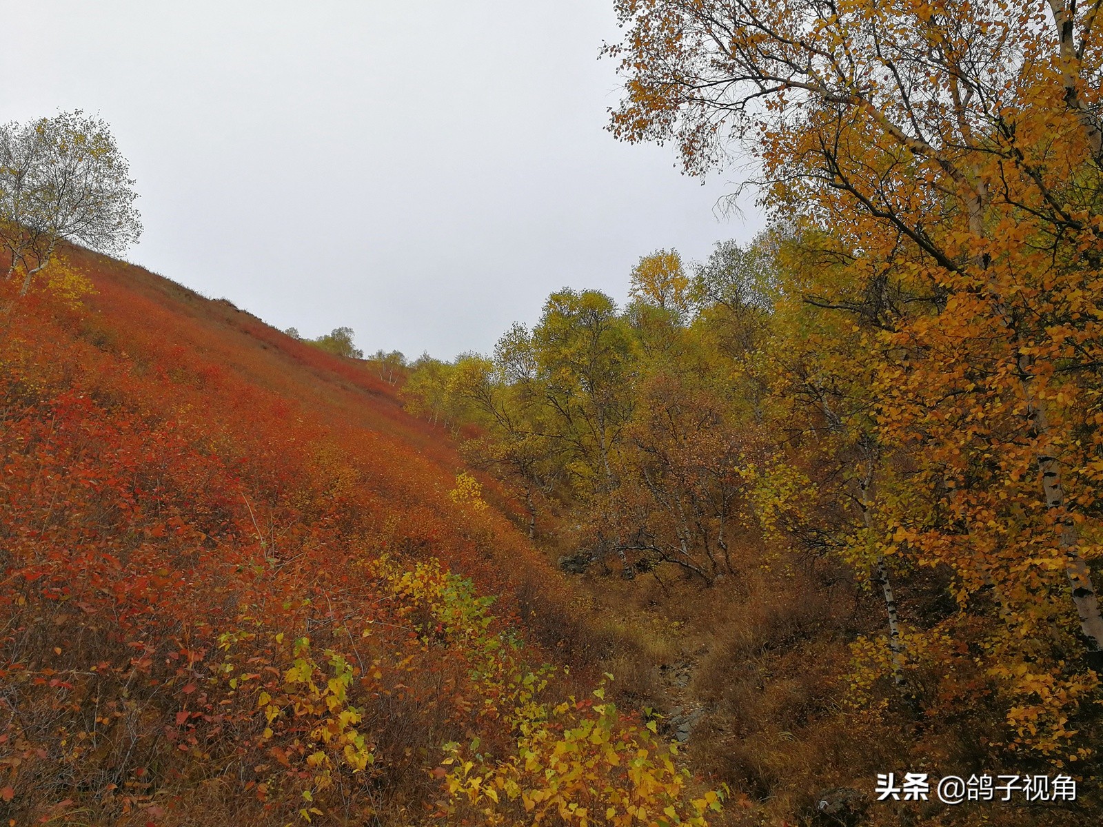 深秋兴安落叶松,深秋落叶的层林尽染美景图片