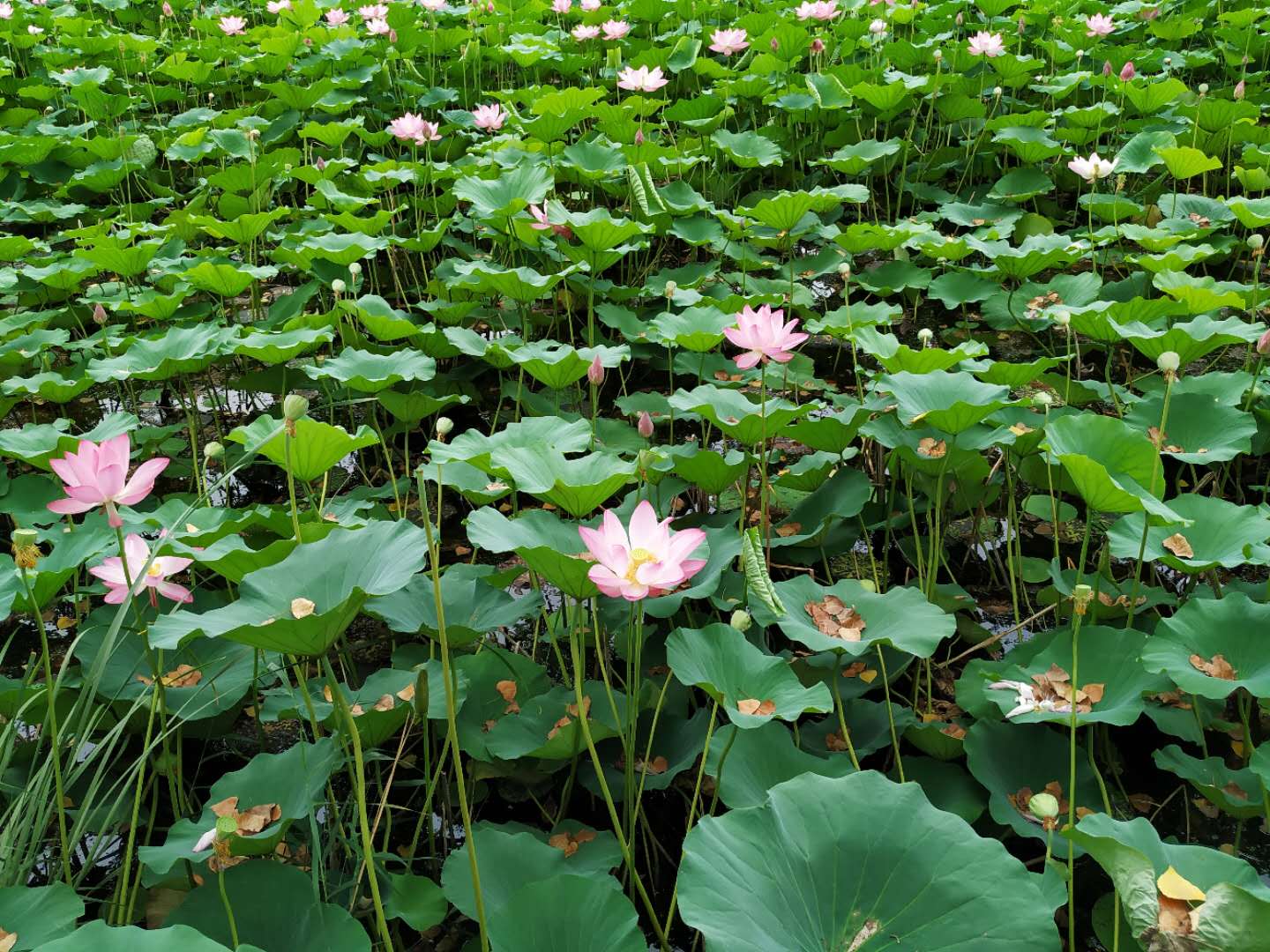 青荷盖绿水微山湖十万亩荷花盛放,微山湖红荷湿地公园的荷花何时开