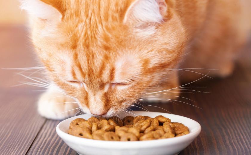 无毛猫是猫界中最贵的吗,最稀有的10种猫咪连土豪都买不起