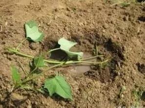 用红薯种出红薯叶,红薯叶红薯茎