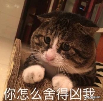 打猫过后怎么让猫不记仇,打猫之后怎么重新和猫和好