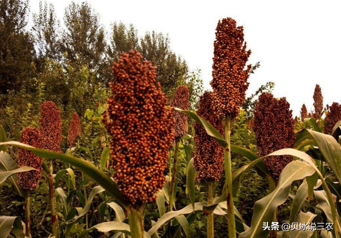 高粱种植技术和方法在线听,高粱种植技术和管理方法