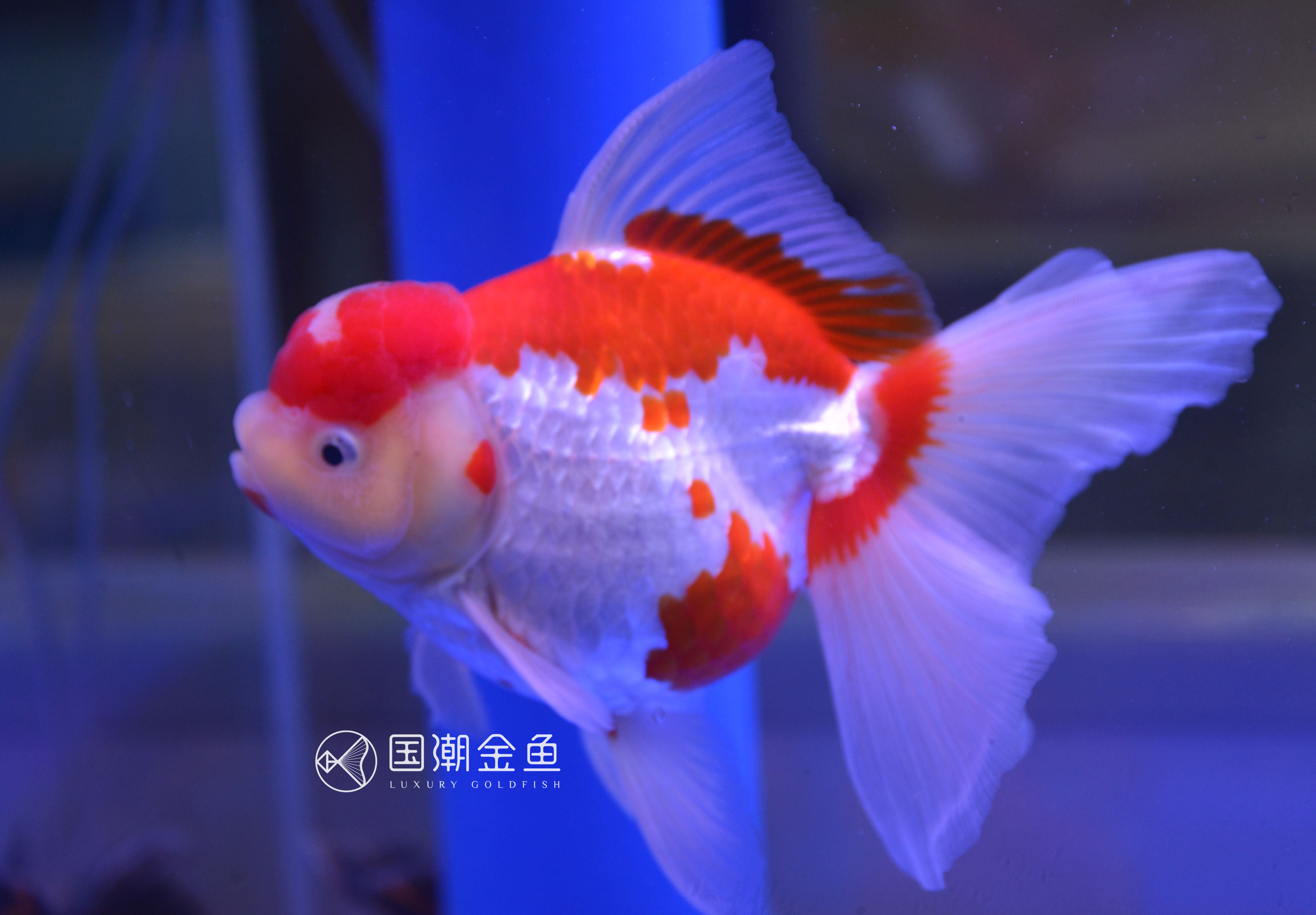 金鱼褪黑怎么回事,金鱼褪色吃什么