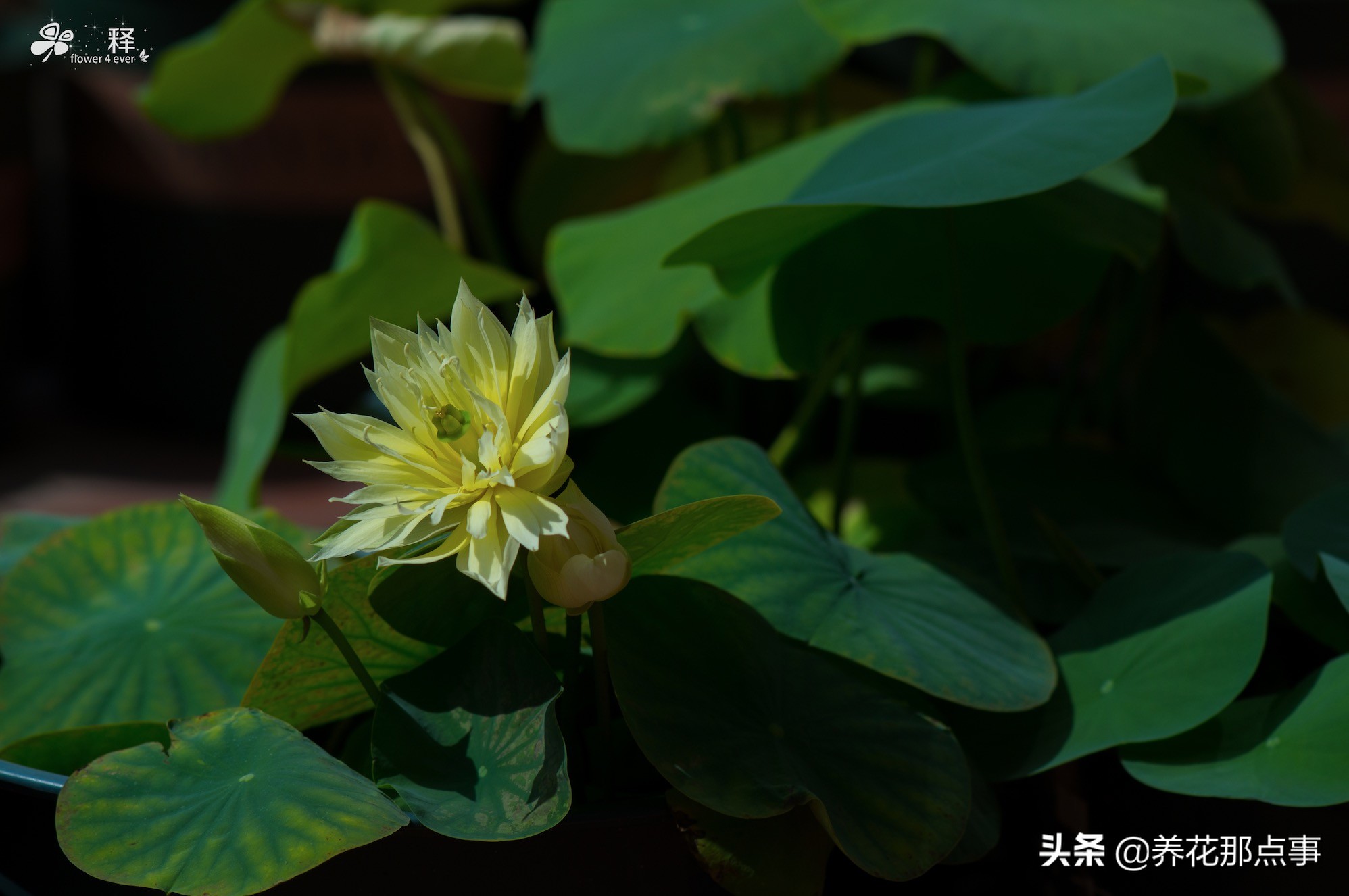 碗莲怎么养才能爆红,碗莲怎么弄好看又好养活