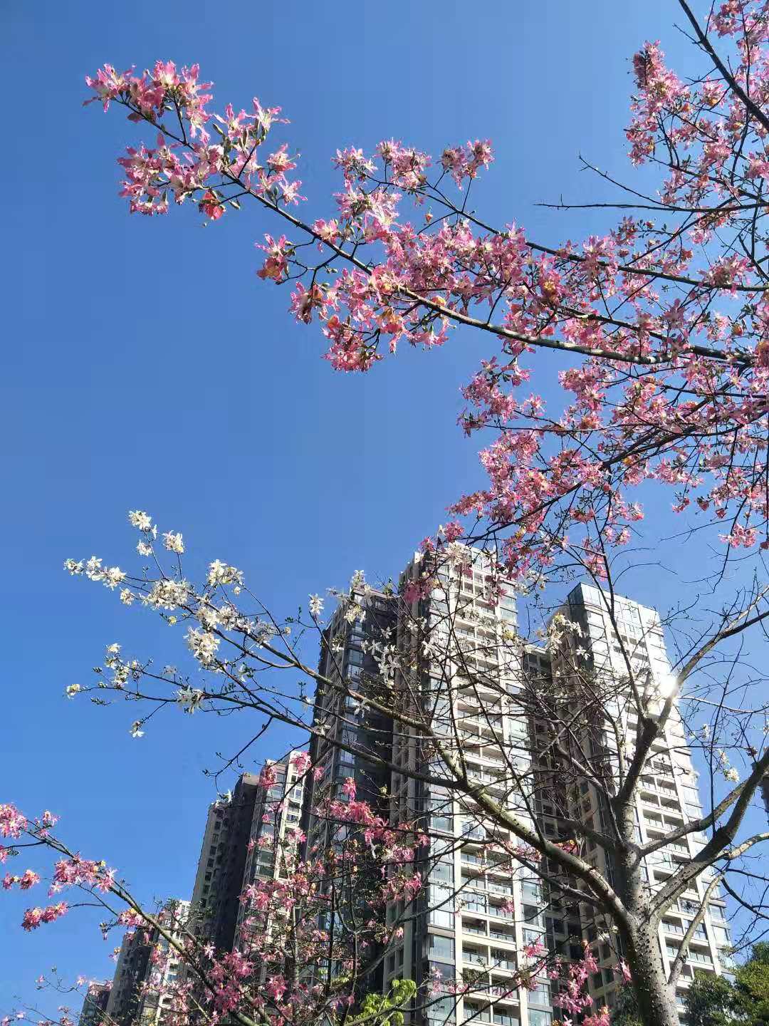 传说中的金沙,金沙世纪城最好小区