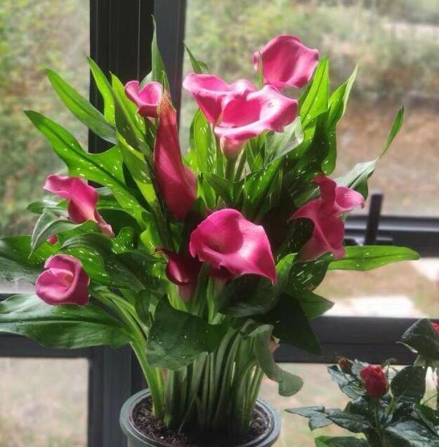 这4种花1月份就开花,3月开始5种花随便养开花多长得快