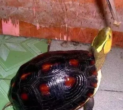 乌龟肺炎怎么治疗,阿奇霉素可以治疗乌龟肺炎吗