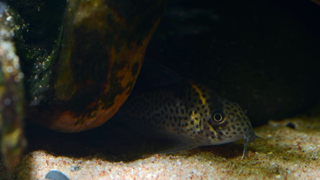 养鼠经验总结,鼠鱼的养殖方法和注意事项