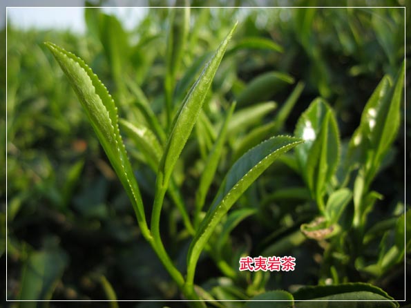 青茶如何进行乌龙茶分类,茶知识的讲解