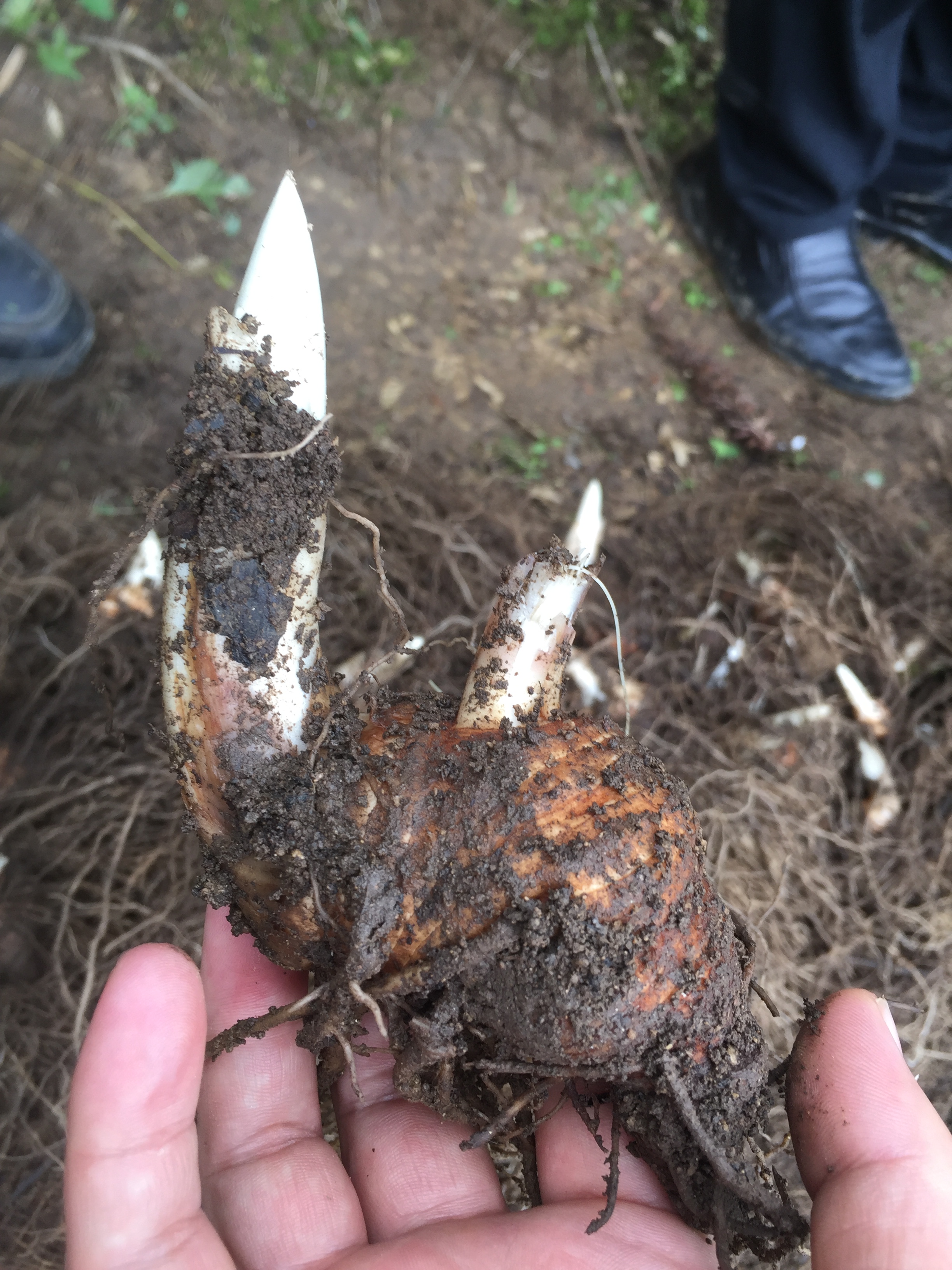 重楼七叶一枝花能治什么病,重楼七叶一枝花种植视频