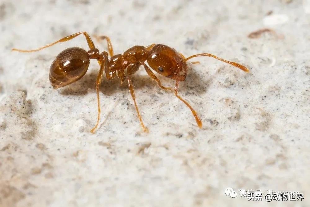 消灭入侵红火蚁,红火蚁入侵完整版