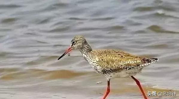 看图识鸟图片及答案,看图识鸟软件哪个好用