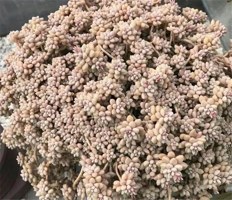 多肉老桩是美，但你买的也许是“假”老桩