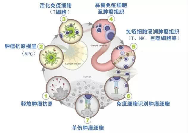 卵巢癌多次复发,还要维持化疗么?新型免疫治疗延续生的希望