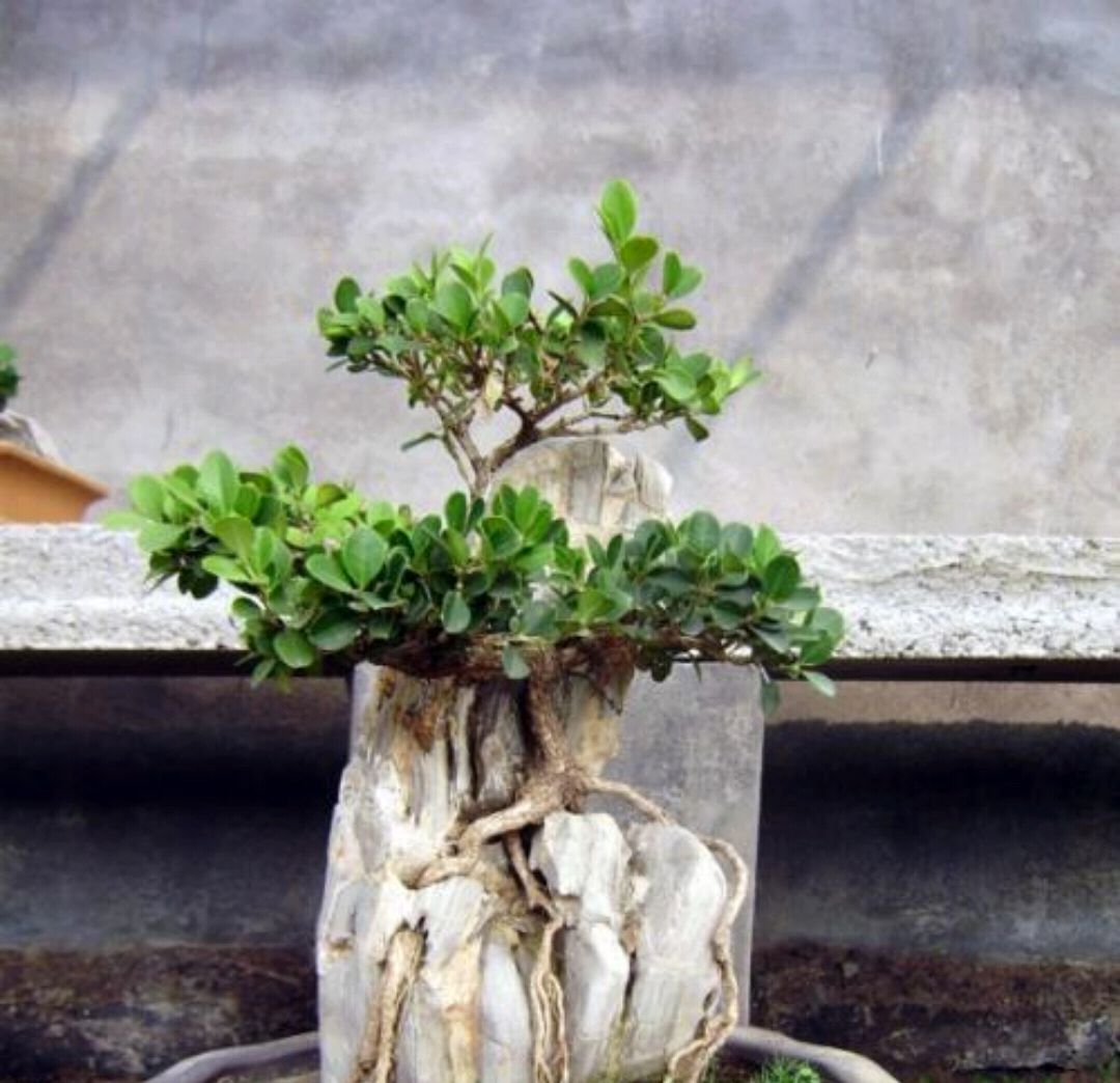 黄杨盆景怎样养护,黄杨树桩盆景制作与养护