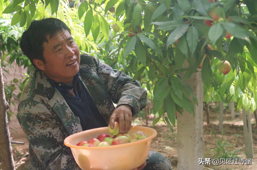 高堡油桃,红寺堡油桃采摘