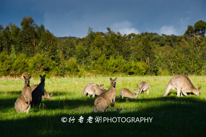 澳大利亚过境签证,澳大利亚过境签的申请条件和流程